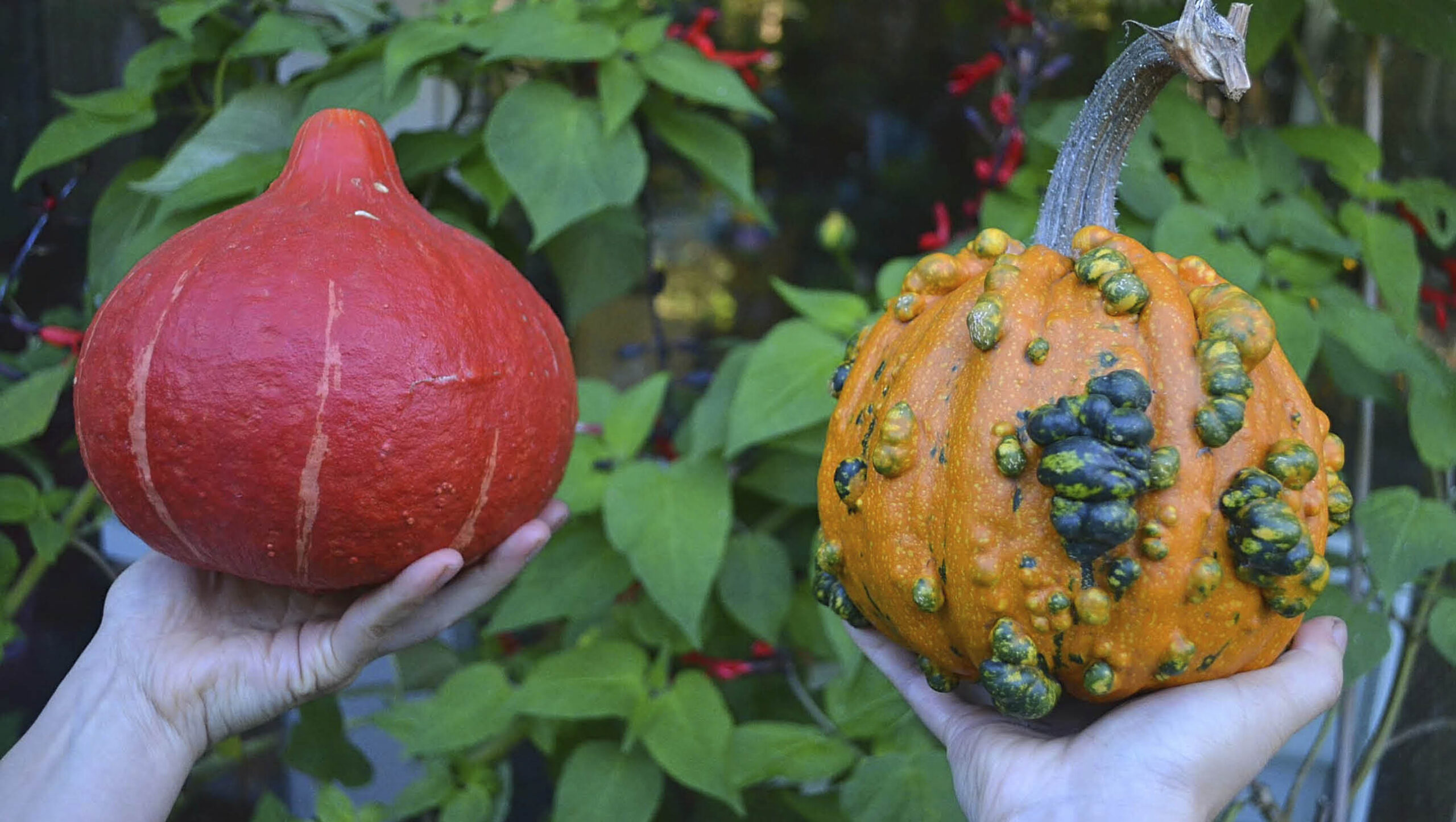 Kuri (left) and pimply pumpkin (right).